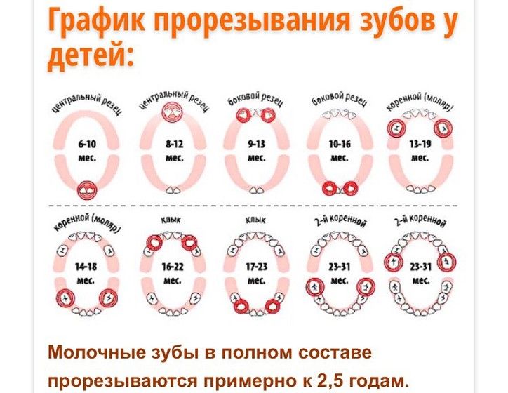 Схема при прорезывании зубов Схема при прорезывании зубов