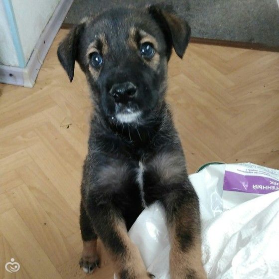 История одного щенка ;) Много текста и много фото!))