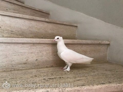 Наше путешествие в Турцию. Тахталы. И ещё немного о Турции.