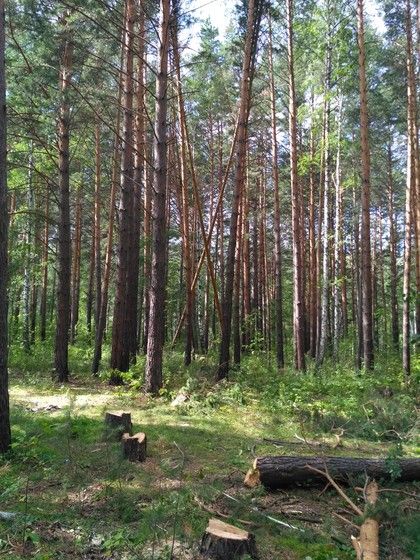 Воруют лес. Красноярск. Плодово-Ягодная