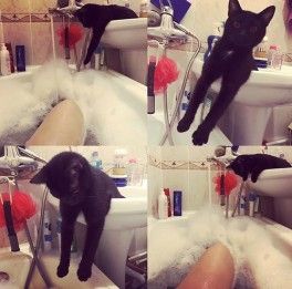 Мистер Мяу Мистер Мяу