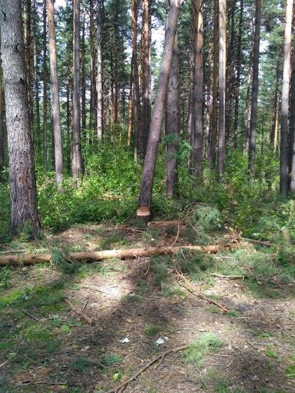 Воруют лес. Красноярск. Плодово-Ягодная