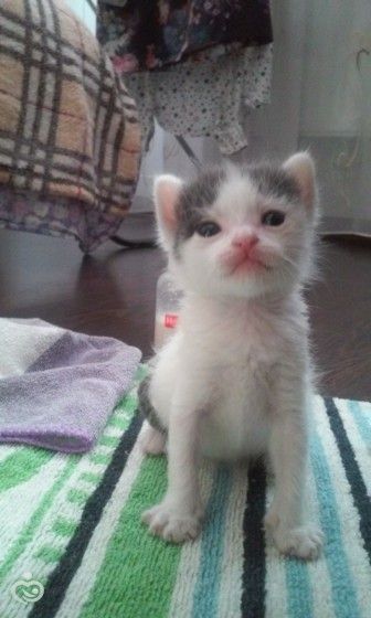 Котятам нужен дом!