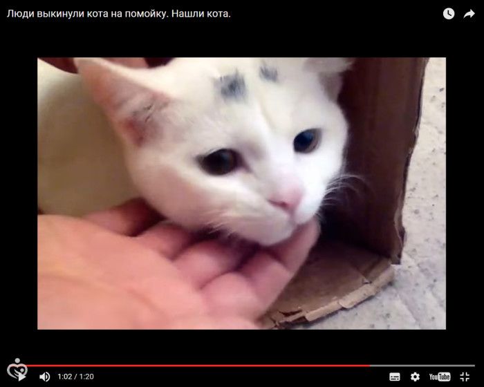 Люди выкинули кота на помойку. Нашли кота.