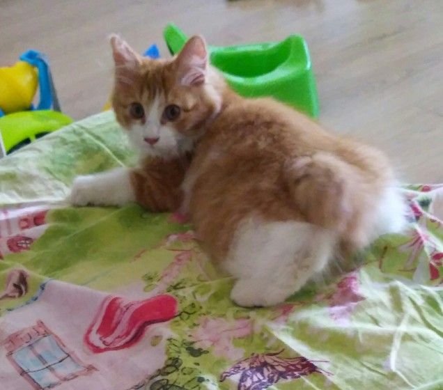 чем кормить кота