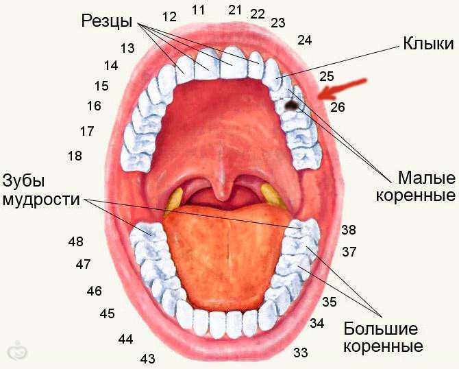 Девочки SOS!